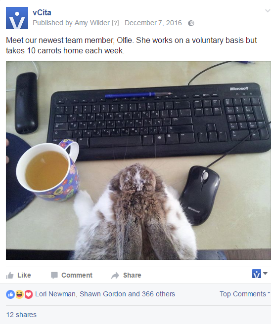 Olfie, our in-house rabbit