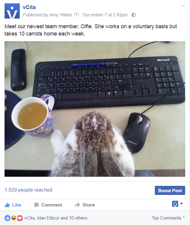 Olfie, our in-house rabbit
